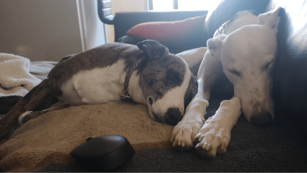Bobbie's doggos, proffie and ada