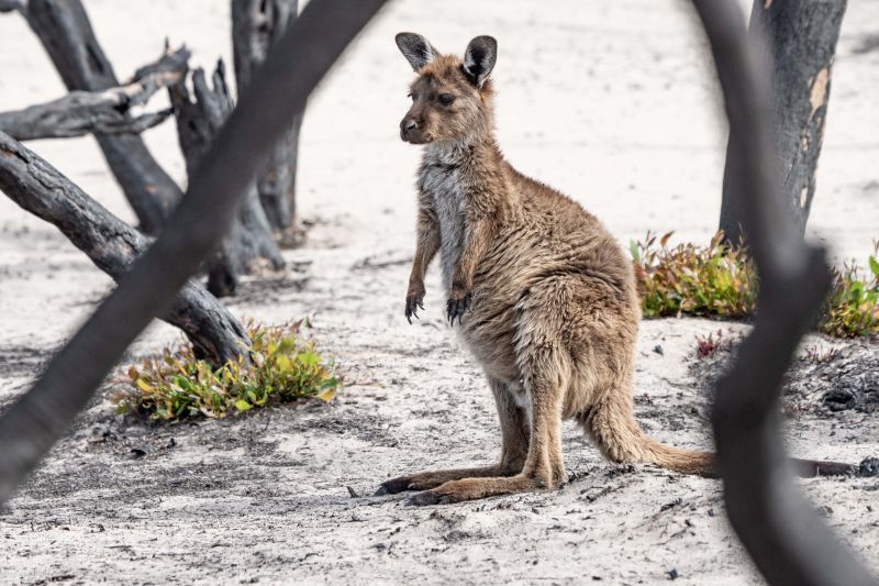A kangaroo standing between trees that have been scorched by bushfires