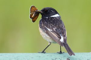 Saxicola rubicola bird eating a moth