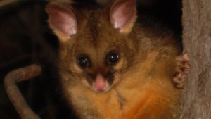 A Common Brushtail Possum. Credit: Jasmin Hufschmid, University of Melbourne