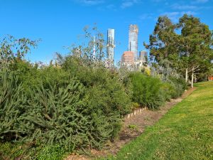A Woody Meadow at Birrarung Marr. Image: University of Melbourne