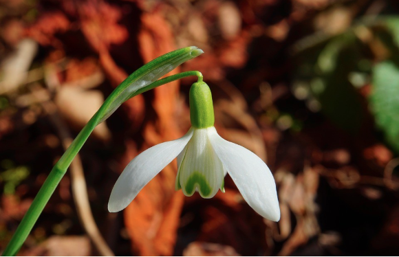 Image of a flower.