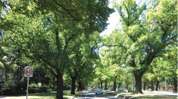 Image of a city road flanked by many trees.