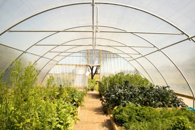 Image for Veterinary and agriculture sciences