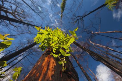 Image of burnt tree regrowing, looking up to the sky