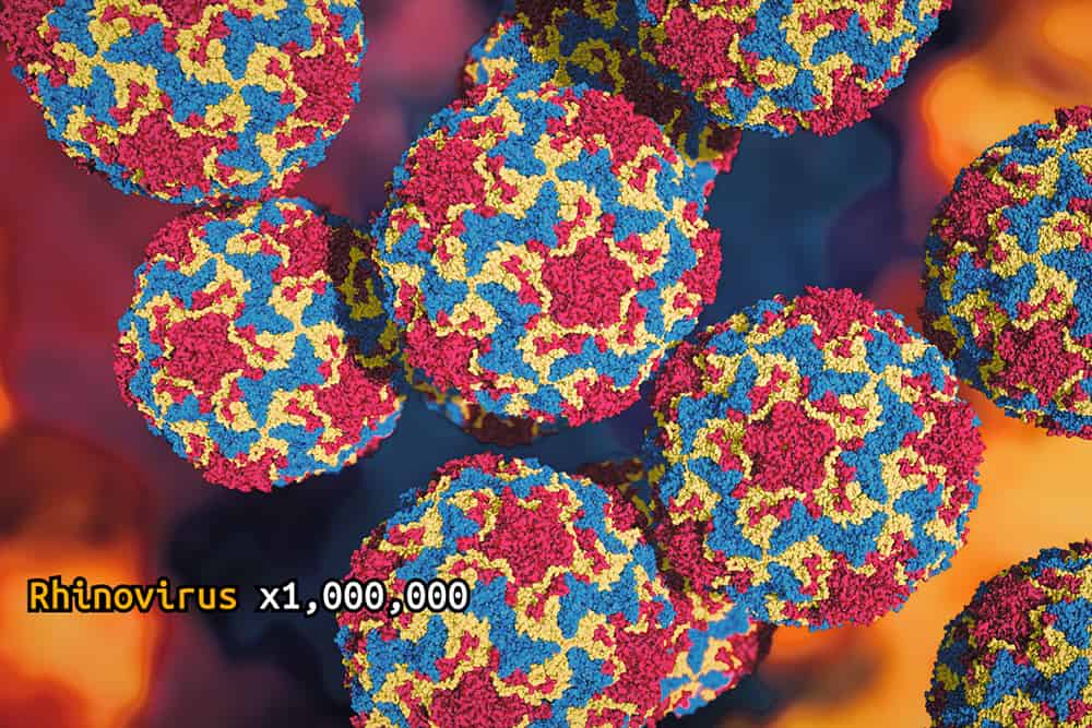 Rhinovirus mangfified x1,000,000