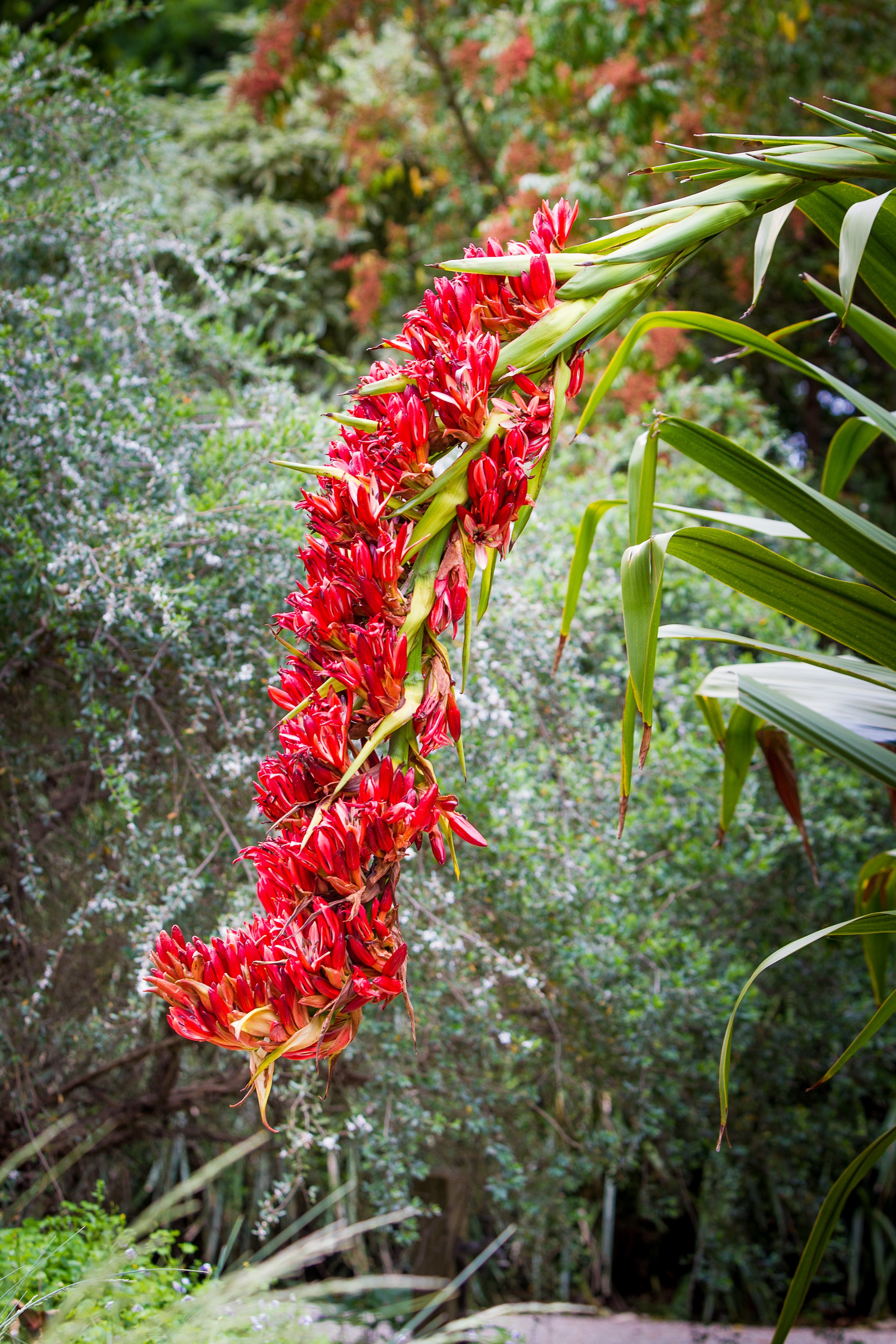 Red Ginger Flower with shrubs surronding