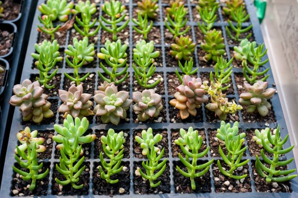 A tray of assorted succulent plants organized in rows.