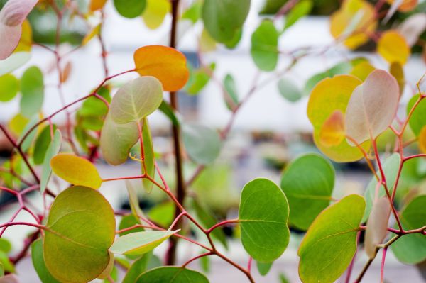 Picture of Eucalyptus Round Leaves.