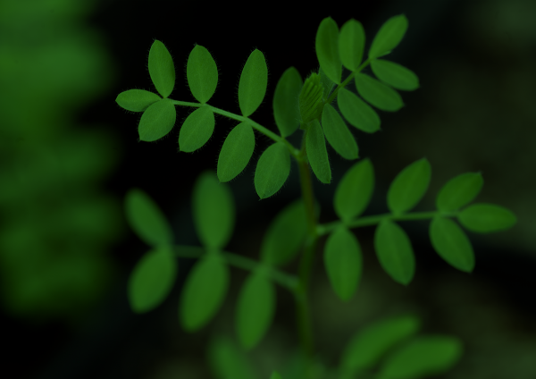 A tinted image of a leaf.