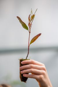Person holding a Sapling of a Gum Tree.