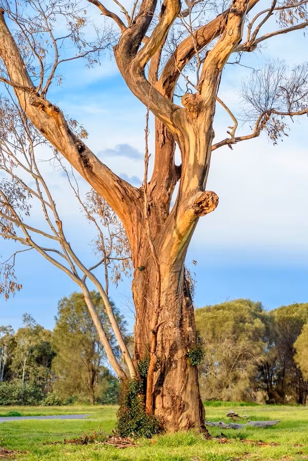 Australian Eucalyptus Gum Tree