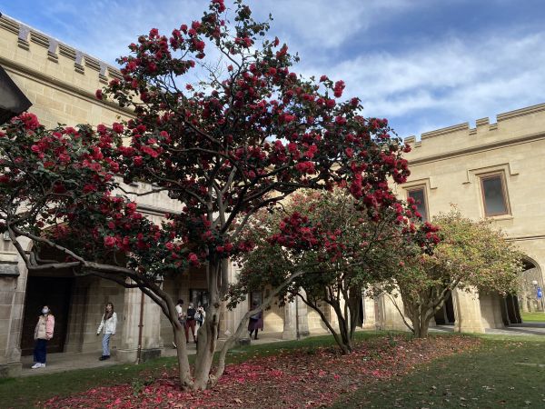 There are covered cloisters and Camelia trees