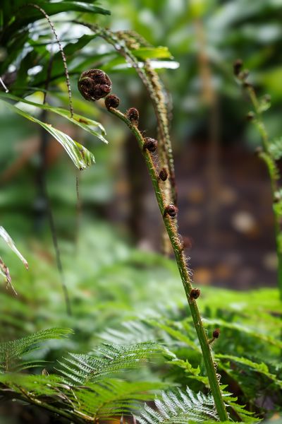 Close up of small green fern