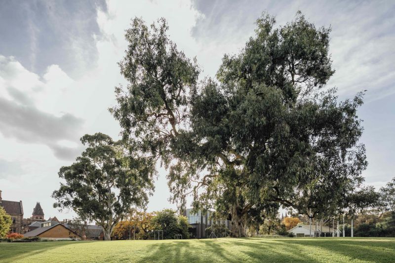 This River Red Gum from University Oval is part of Billibellary’s walk. Billibellary's Walk is named after the ngurungaeta (clan head) of the Wurundjeri people at the time of Melbourne’s settlement.