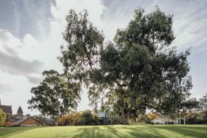 This River Red Gum from University Oval is part of Billibellary’s walk. Billibellary's Walk is named after the ngurungaeta (clan head) of the Wurundjeri people at the time of Melbourne’s settlement.