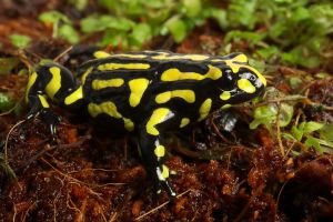The Southern Corroboree frog. Image credit: Corey Doughty