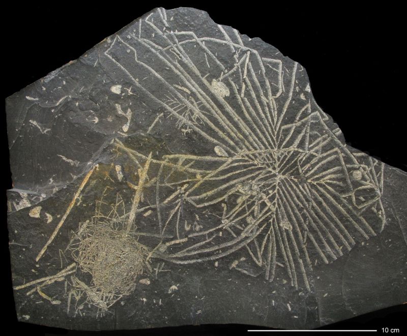 Graptolite specimen