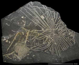 Graptolite specimen
