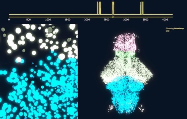 Data visualisation showing a segment of a zebrafish brain activity