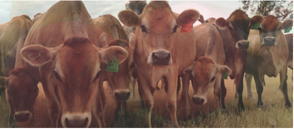 Image of a herd of cows.