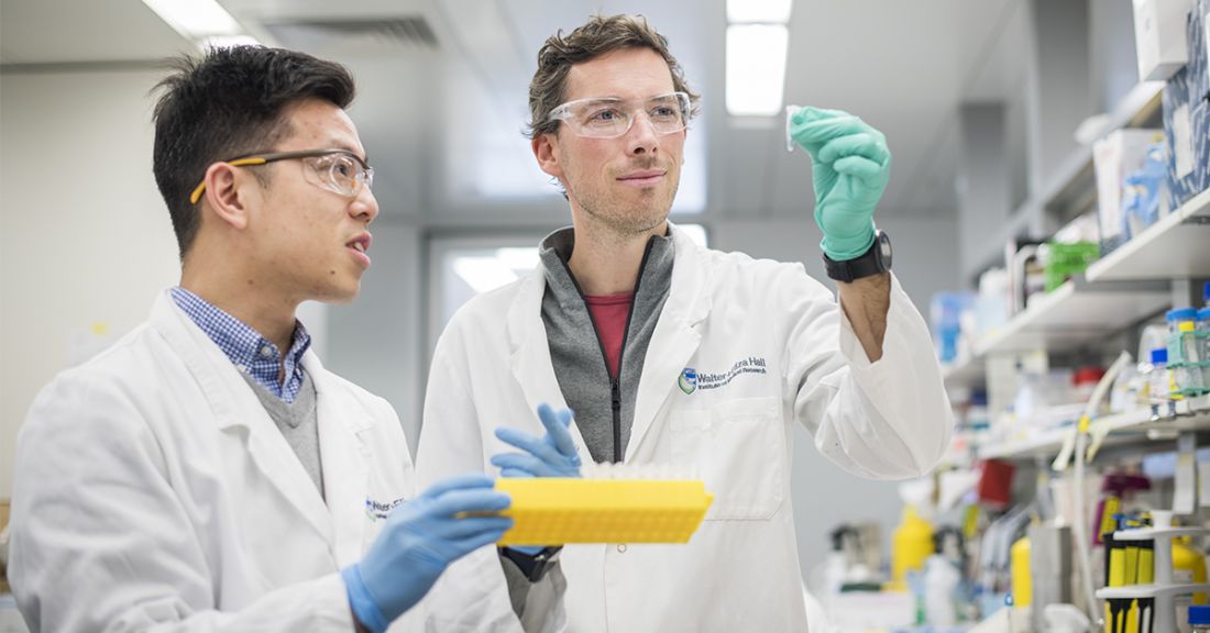 Walter and Eliza Hall Institute researchers, Associate Professor Seth Masters and Dr Alan Yu in the laboratory 