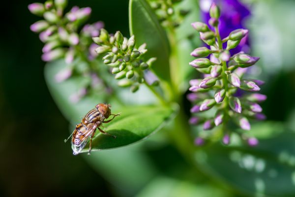 A fly on a leaf surrounded by budding flowers