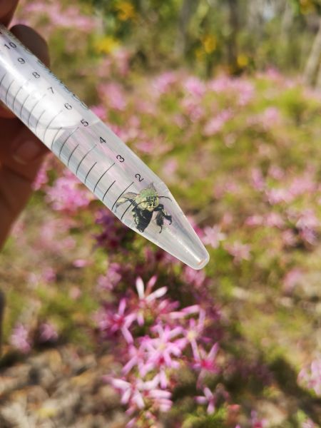 Bee in test tube.