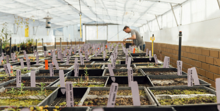 A man working among numerous plants in a bright greenhouse, focused on nurturing the vibrant foliage around him.
