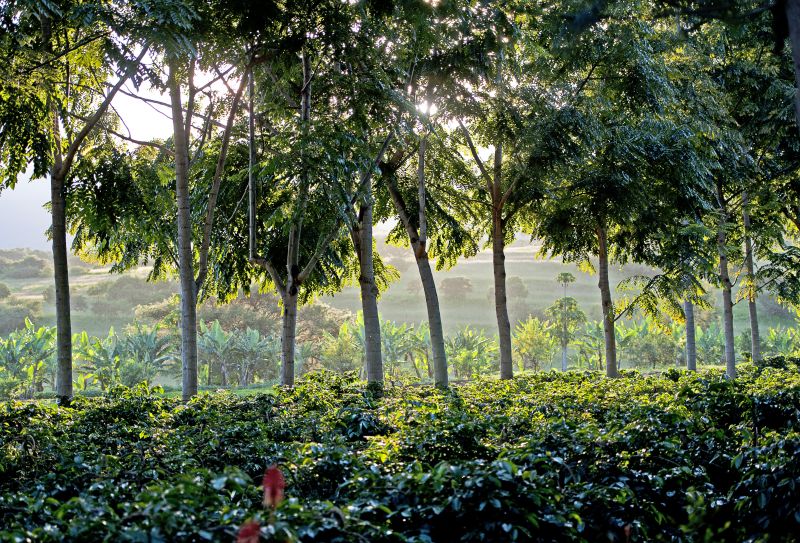 A lush green medium density forest with rolling hills in the background