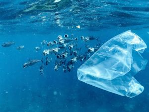 Fish and plastic