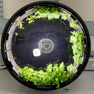 Leafy greens growing in the RotoFarm (2D clinostat). This device rotates slowly to simulate microgravity, helping to understand how plants will grow and taste in space. Image: Dr. Guillermo Toro