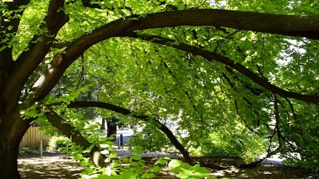 Curved branches of a leafy golden elm in an urban garden