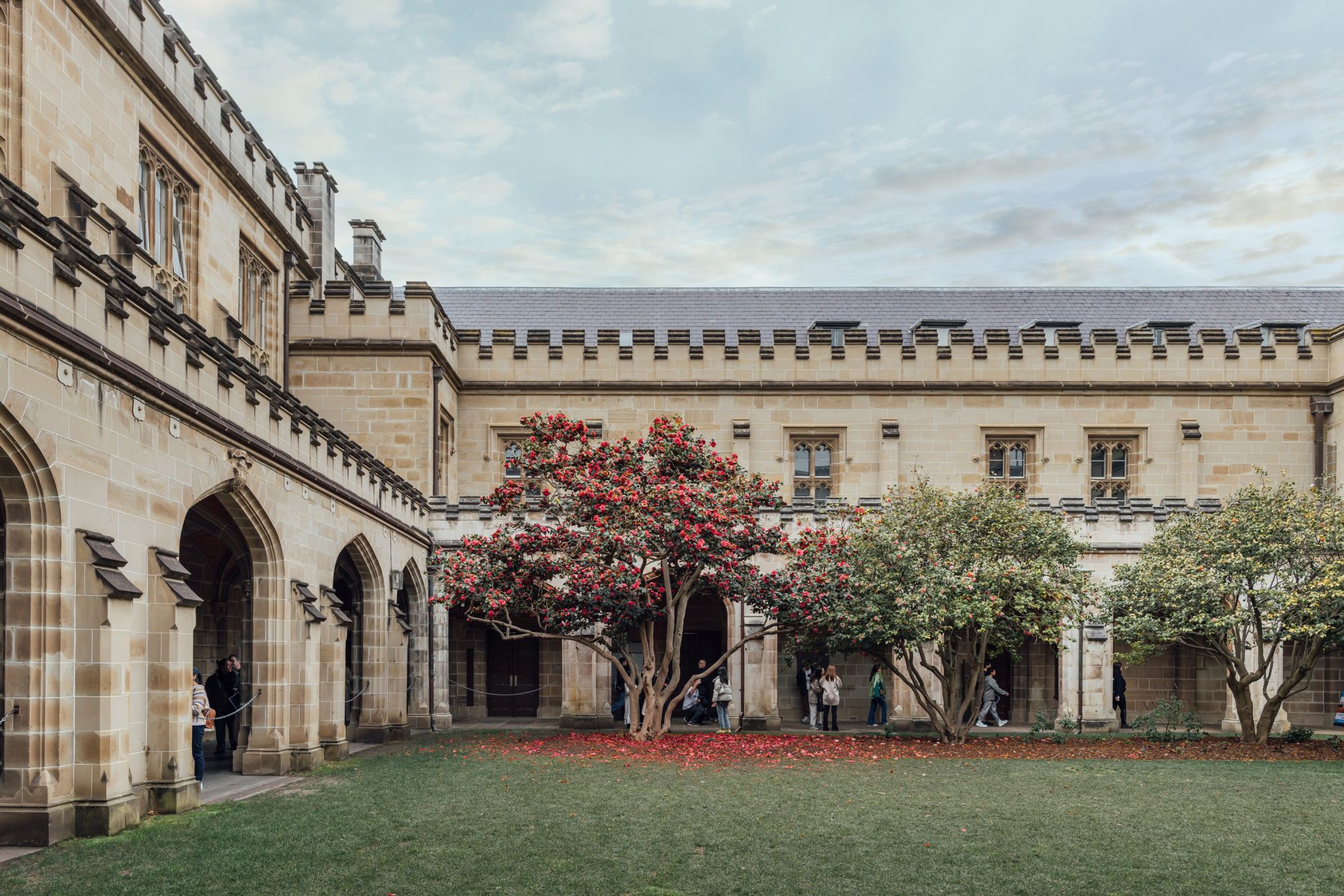 Camellia trees blossoming in the Old Arts quad