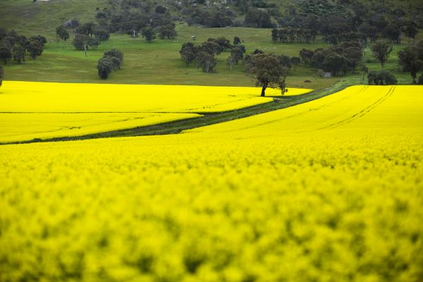 Canola Fields at Dookie