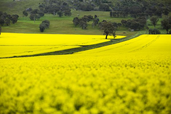 Canola Fields at Dookie