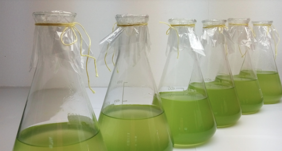 Green micro algae in beakers