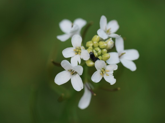 Close up of white flowers