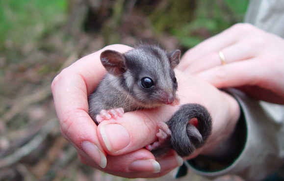 Leadbeater's possum. 