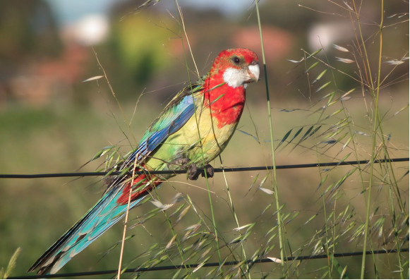 Image of an eastern rosella perched on a fence.