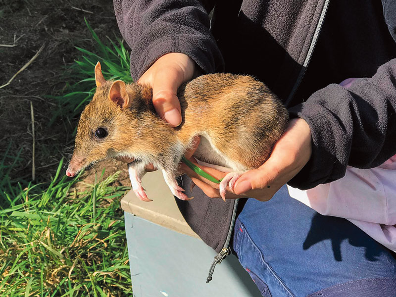 Eastern bandicoot