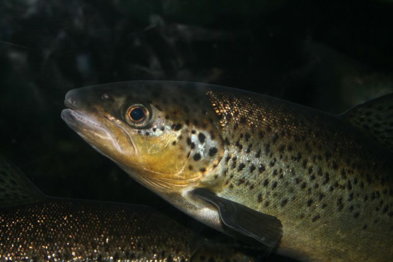 A trout swimming in dark water