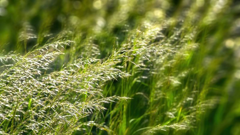 Grass pollen image