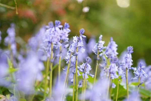 Row of Bluebell Flowers