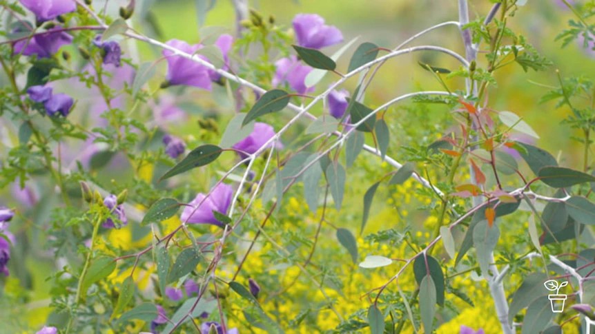 Picture of a Woody Meadow.
