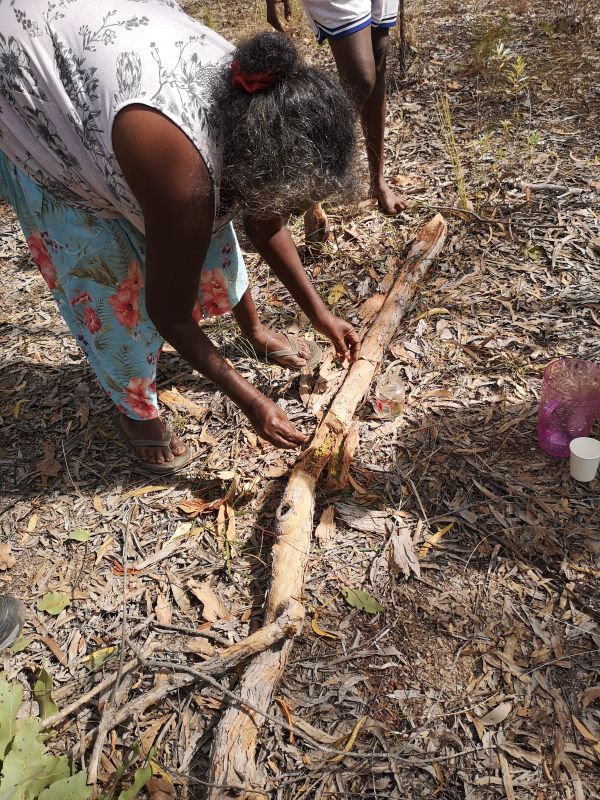 An Indigenous woman bends over to retrieve honey from a fallen log.