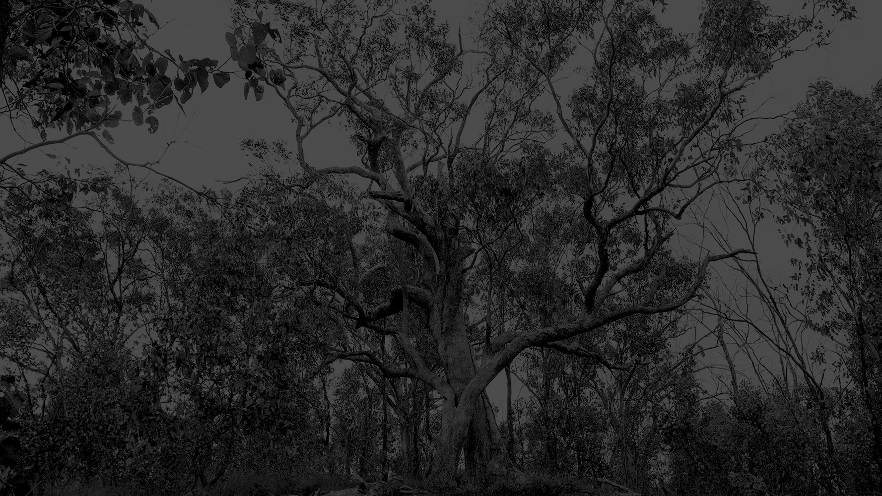 Black and white photo of a gum tree