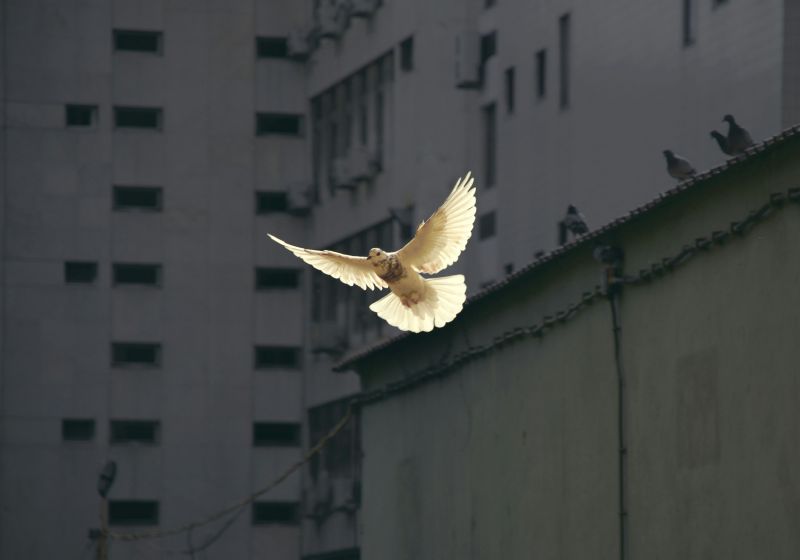 The papers are the third and fourth in a series by the University’s Initiative for Peacebuilding in the lead up to the UN Summit of the Future. Image credit: Unsplash/Sunguk Kim.