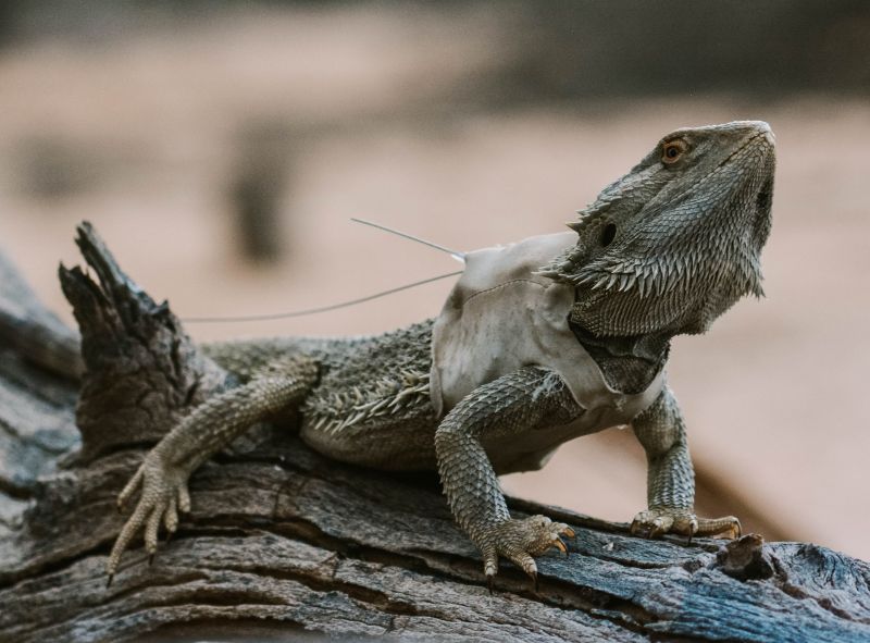 Dragon fitted with temperature and movement tracker