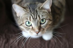 Image for New online test detects toxoplasmosis without need for blood sample 